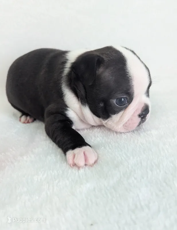 Lover Boy – Boston Terrier puppy for sale in Windom, TX