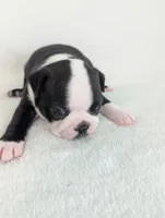 Lover Boy, a male Boston Terrier for sale in Windom, TX – Photo 4 of 6