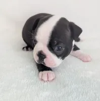 Lover Boy, a male Boston Terrier for sale in Windom, TX – Photo 2 of 6