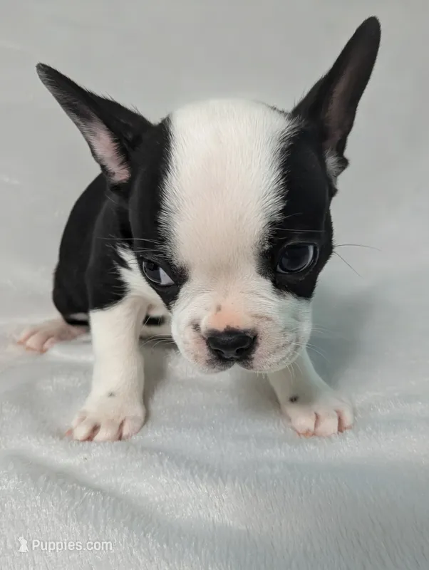 Prince Albert  – Boston Terrier, French Bulldog puppy for sale in Windom, TX