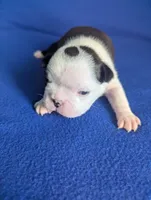 Prince Louis , a male Boston Terrier and French Bulldog for sale in Windom, TX – 6 of 8