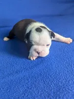 Prince Louis , a male Boston Terrier and French Bulldog for sale in Windom, TX – 5 of 8