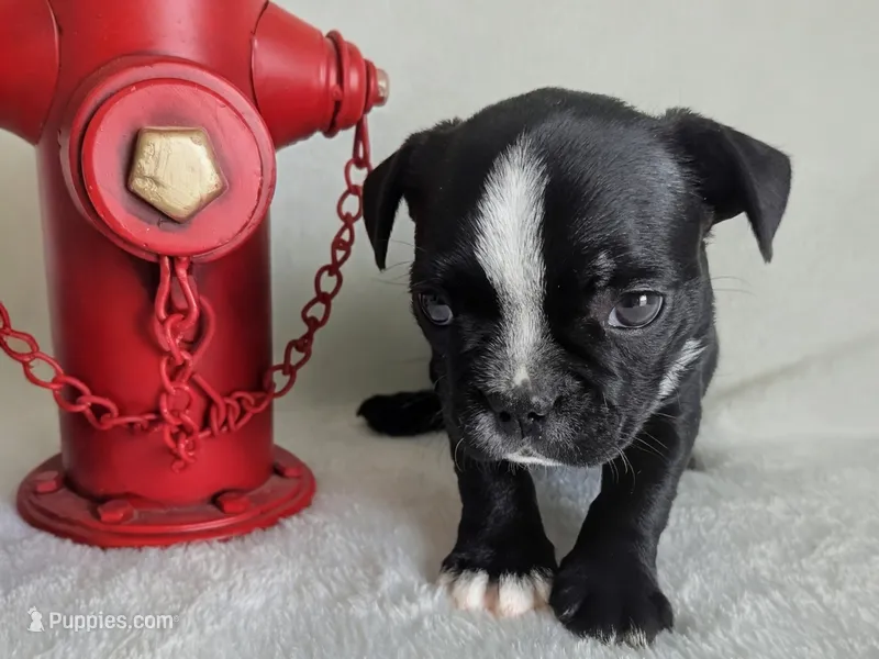 Richie  – Boston Terrier, French Bulldog puppy for sale in Windom, TX