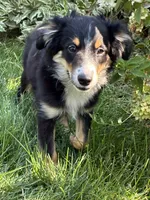 Missy 2, a male Miniature Australian Shepherd and Miniature American Shepherd for sale in Walla Walla, WA – 2 of 3