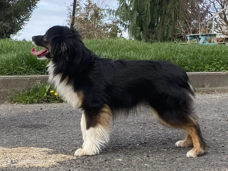 Oreo – Toy Australian Shepherd puppy for sale in Walla Walla, WA