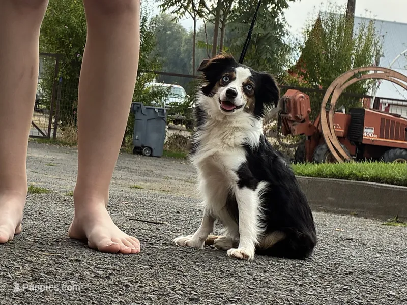 Hula, a female Toy Australian Shepherd for sale in Walla Walla, WA – 1 of 4