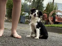 Hula, a female Toy Australian Shepherd for sale in Walla Walla, WA – 1 of 4