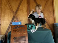 Oreo, a female Toy Australian Shepherd for sale in Walla Walla, WA – 4 of 4