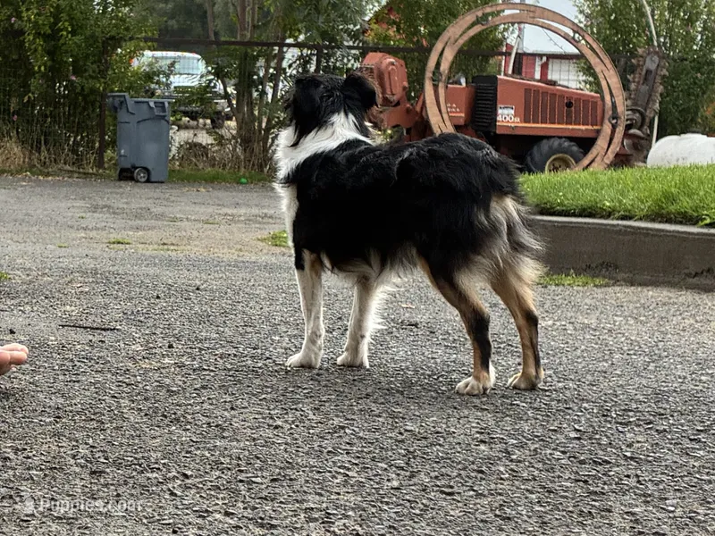 Hula – Toy Australian Shepherd puppy for sale in Walla Walla, WA