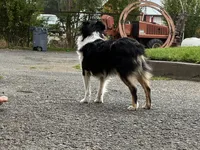 Hula, a female Toy Australian Shepherd for sale in Walla Walla, WA – 3 of 4