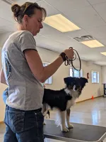 Oreo, a female Toy Australian Shepherd for sale in Walla Walla, WA – 3 of 4