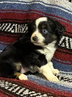 Ember Girl, a female Toy Australian Shepherd for sale in Walla Walla, WA – 2 of 2