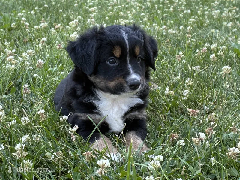 Mister 2 – Miniature Australian Shepherd, Miniature American Shepherd puppy for sale in Walla Walla, WA
