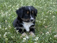 Mister 2, a male Miniature Australian Shepherd and Miniature American Shepherd for sale in Walla Walla, WA – 1 of 1