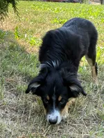 Missy 2, a male Miniature Australian Shepherd and Miniature American Shepherd for sale in Walla Walla, WA – 3 of 3