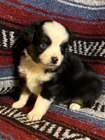 Ember Boy, a male Toy Australian Shepherd for sale in Walla Walla, WA – 3 of 3