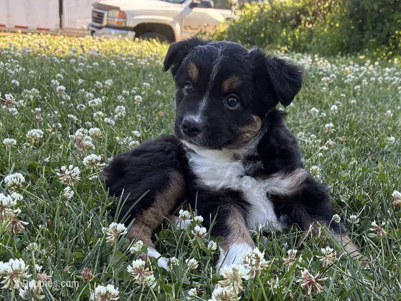 Mister 3 – Miniature Australian Shepherd, Miniature American Shepherd puppy for sale in Walla Walla, WA