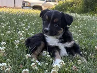 Mister 3, a male Miniature Australian Shepherd and Miniature American Shepherd for sale in Walla Walla, WA – 1 of 1