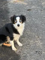 Hula, a female Toy Australian Shepherd for sale in Walla Walla, WA – 2 of 4