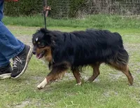 Onyx, a male Toy Australian Shepherd for sale in Walla Walla, WA – 3 of 4