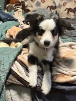 Missy 3, a male Miniature Australian Shepherd and Miniature American Shepherd for sale in Walla Walla, WA – 4 of 5