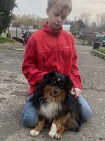 Onyx, a male Toy Australian Shepherd for sale in Walla Walla, WA – 2 of 4