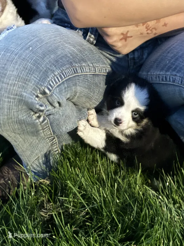 Ember Boy – Toy Australian Shepherd puppy for sale in Walla Walla, WA