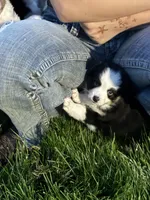 Ember Boy, a male Toy Australian Shepherd for sale in Walla Walla, WA – 1 of 3