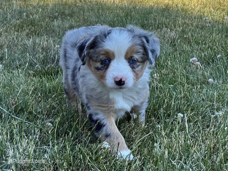 Missy 1 – Miniature Australian Shepherd, Miniature American Shepherd puppy for sale in Walla Walla, WA