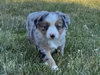 Missy 1, a male Miniature Australian Shepherd and Miniature American Shepherd for sale in Walla Walla, WA – 1 of 1