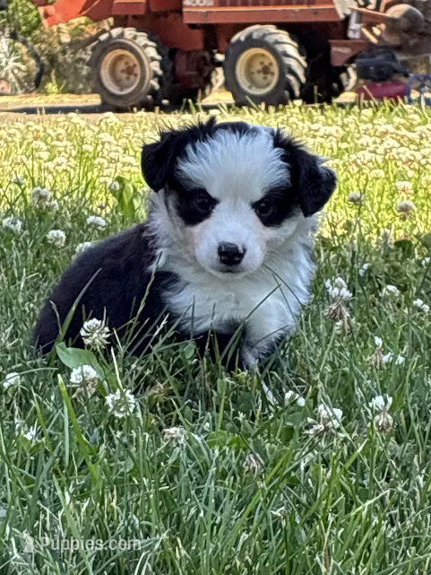 Missy 3 – Miniature Australian Shepherd, Miniature American Shepherd puppy for sale in Walla Walla, WA
