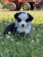 Missy 3, a male Miniature Australian Shepherd and Miniature American Shepherd for sale in Walla Walla, WA – 1 of 1