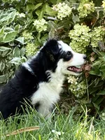 Missy 3, a male Miniature Australian Shepherd and Miniature American Shepherd for sale in Walla Walla, WA – 2 of 3