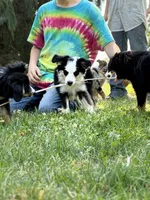 Missy 3, a male Miniature Australian Shepherd and Miniature American Shepherd for sale in Walla Walla, WA – 3 of 3