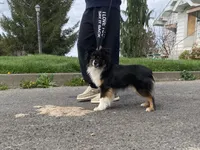Oreo, a female Toy Australian Shepherd for sale in Walla Walla, WA – 2 of 4