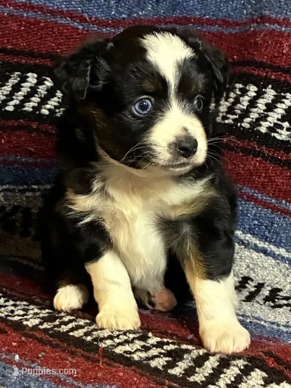 Ember Girl – Toy Australian Shepherd puppy for sale in Walla Walla, WA