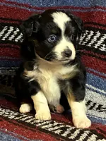 Ember Girl, a female Toy Australian Shepherd for sale in Walla Walla, WA – 1 of 2