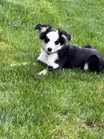 Missy 3, a male Miniature Australian Shepherd and Miniature American Shepherd for sale in Walla Walla, WA – 3 of 5