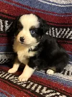 Ember Boy, a male Toy Australian Shepherd for sale in Walla Walla, WA – 2 of 3