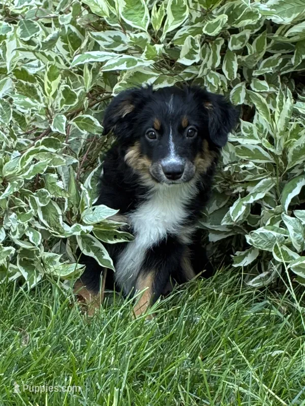 Mister 2 – Miniature Australian Shepherd, Miniature American Shepherd puppy for sale in Walla Walla, WA