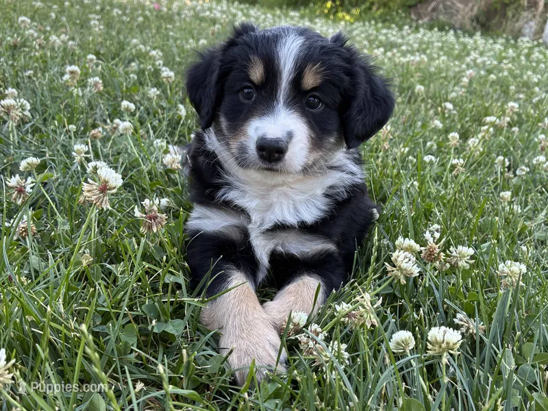 Missy 2 – Miniature Australian Shepherd, Miniature American Shepherd puppy for sale in Walla Walla, WA