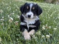 Missy 2, a male Miniature Australian Shepherd and Miniature American Shepherd for sale in Walla Walla, WA – 1 of 1