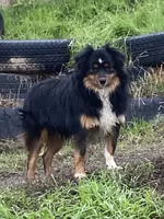 Onyx, a male Toy Australian Shepherd for sale in Walla Walla, WA – 1 of 4