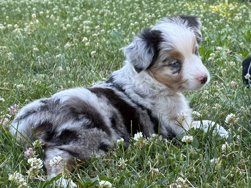 Mister 1 – Miniature Australian Shepherd, Miniature American Shepherd puppy for sale in Walla Walla, WA