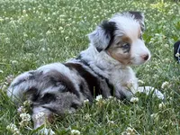 Mister 1, a male Miniature Australian Shepherd and Miniature American Shepherd for sale in Walla Walla, WA – 1 of 1