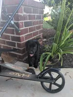 Black male, a male Labrador Retriever for sale in Stapleton, GA – 1 of 1