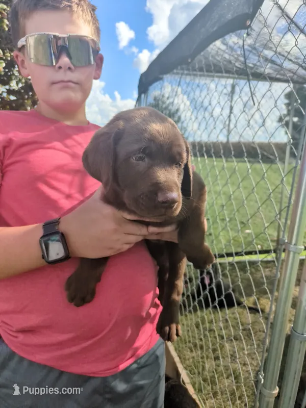 Chocolate female – Labrador Retriever puppy for sale in Stapleton, GA