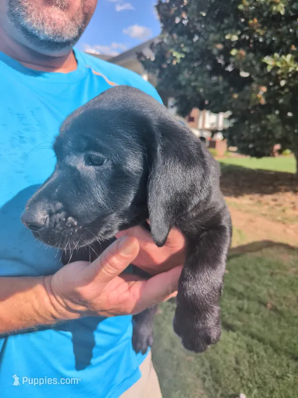 Black male – Labrador Retriever puppy for sale in Stapleton, GA