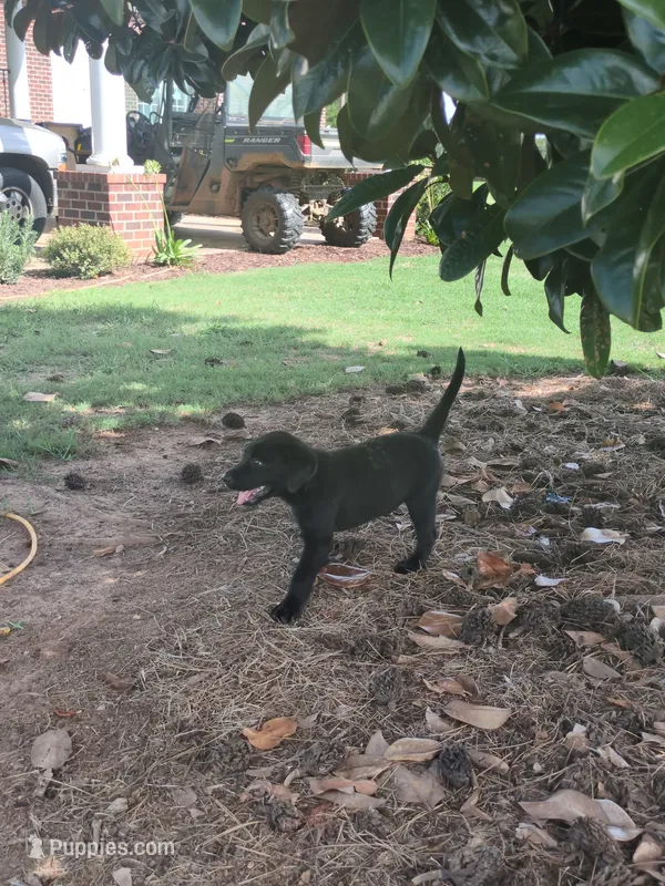 Black male – Labrador Retriever puppy for sale in Stapleton, GA