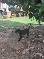 Black male, a male Labrador Retriever for sale in Stapleton, GA – 1 of 1